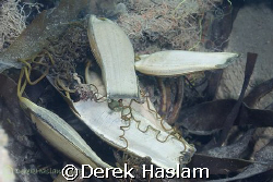 Dog fish egg case's. North Wales. D200, 60mm. by Derek Haslam 